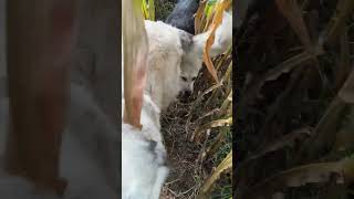 Doggy&#39;s Help Fix Flat Tire # Great Pyrenees Mountain Dog # Husky/German Shepherd # corn harvest