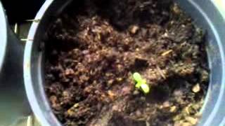 Medical marijuana update my baby plants week old