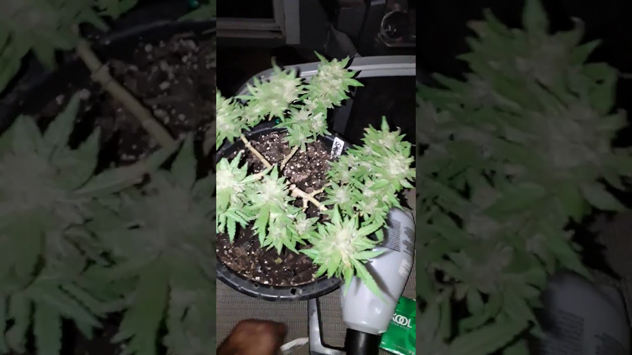 Sweet punani(pakalolo seed moloka'I)