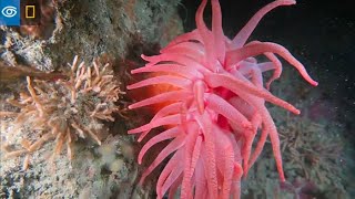 Kids' Corner: Fun Facts About Anemones | Virtual Expeditions | Lindblad Expeditions