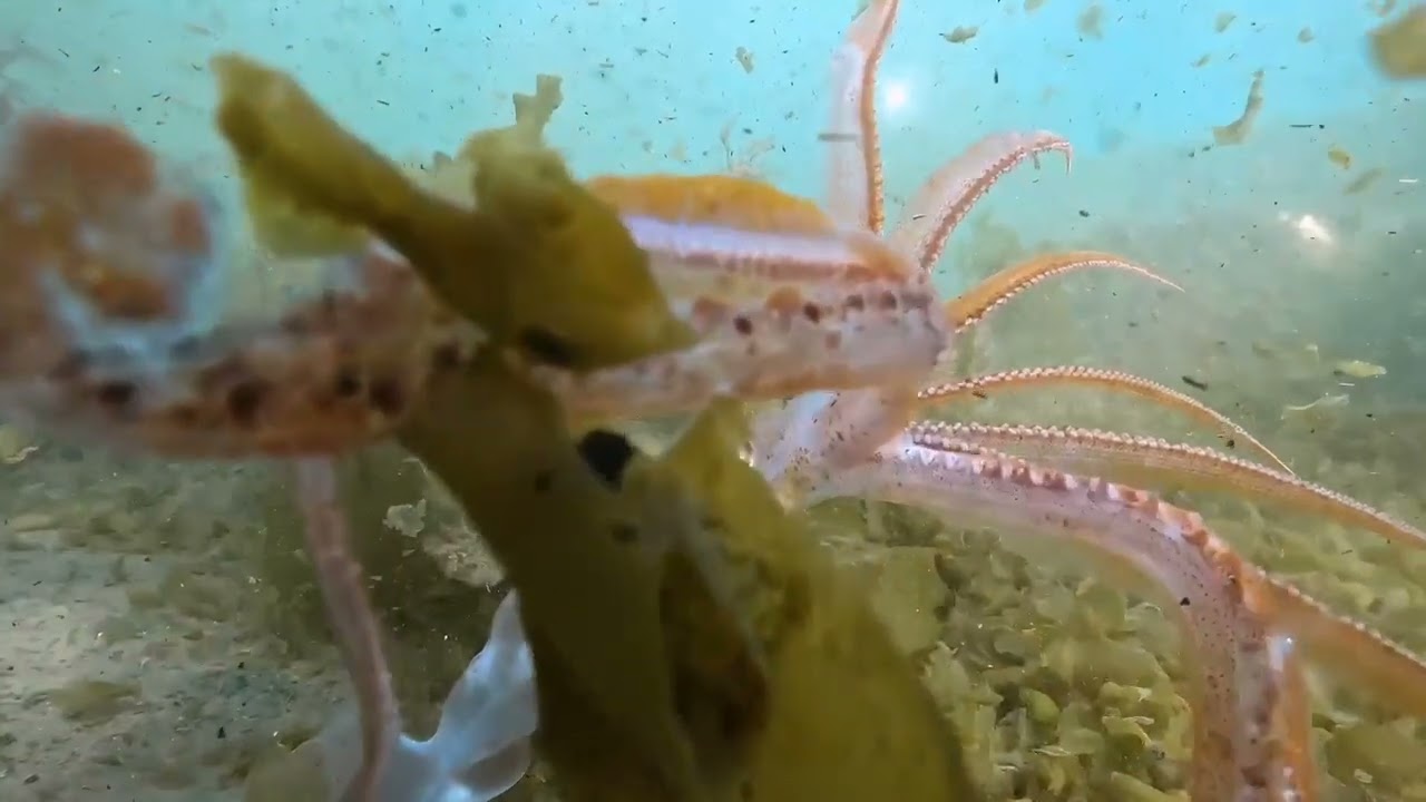 激レア深海魚5連発！ 一味違う今年の西伊豆をガイド兼水中映像 