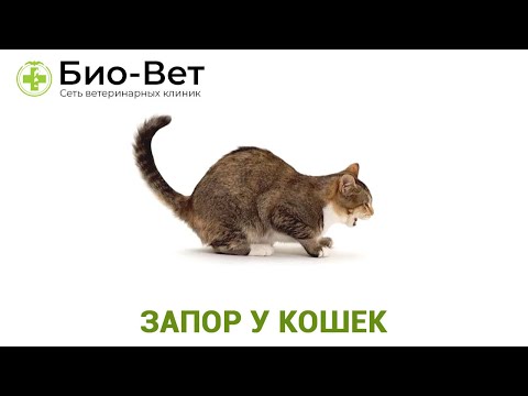 Запор у Кошек - Причины и Как Лечить // Сеть Ветклиник БИО-ВЕТ