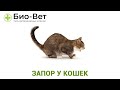 Запор у Кошек - Причины и Как Лечить // Сеть Ветклиник БИО-ВЕТ