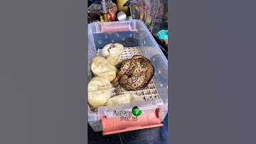They are crawling out! #molinarosnakelab #diy #python #shorts #ballpython #royalpython #homeschool