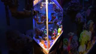 aquarium nano reef