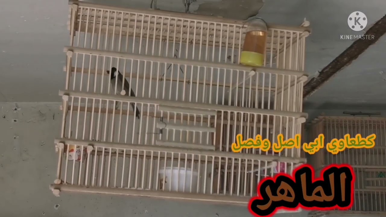 بلبل كطعاوي طور البكشه ابي ابي الملقب 🔱ماهر🔱