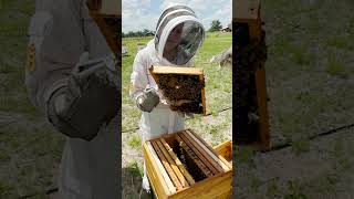 New Queen SUCCESS! We Found Capped Brood in the Vlovebee Hive