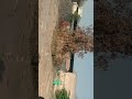 Holi पूजा village life