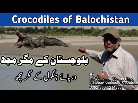 Crocodiles of Pakistan 