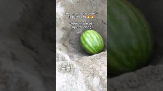 melon #melonplaygroud #memes the guy who made the video:@justdustin