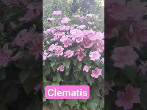 Video: Berhasil budidaya clematis