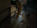 Dog Walks Backwards on Two Feet With Toy