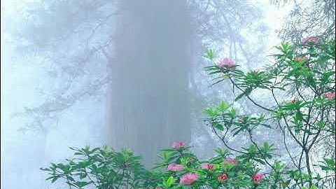 سورة إبراهيم بصوت القارئ خالد غريب السعيدي