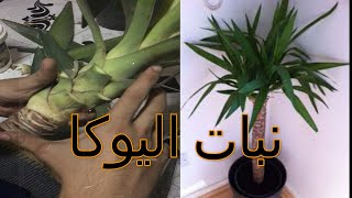 طريقة التكاثر فى زرعة اليوكا