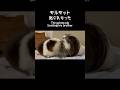 弟を叱る兄モルモット