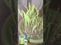 ACE SEEDS Faisalabad