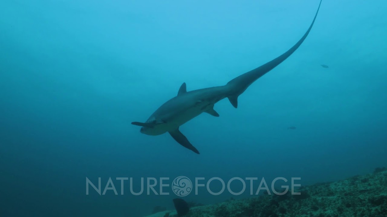 Thresher Shark Tail Slap