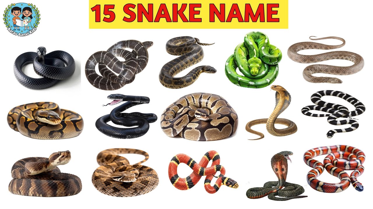 15 Snake Names for Kids 🐍 | Learn Snake Names in English | Kids Learning Video #aaravaanvikids 