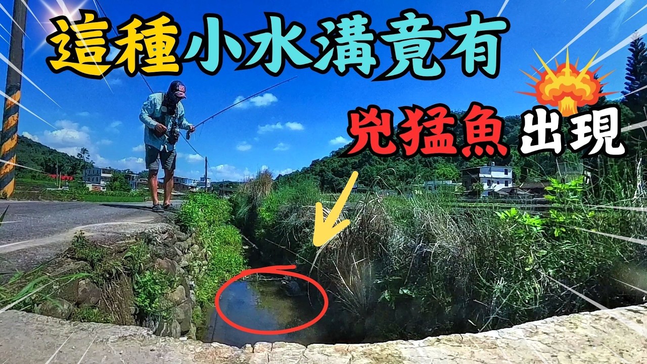 「這尺寸是水溝魚?!」路邊「不起眼小水溝」釣出超乎常理的「兇猛巨物」！小水溝釣遊，也看見對生命的「極致尊重」！｜Maxcatch｜YongYue｜#fishing #釣魚 #flyfishing