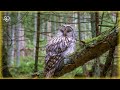 Звуки Совы в Ночном Лесу для релакса и сна 🌲 Owl sounds🦉Full HD 1080p