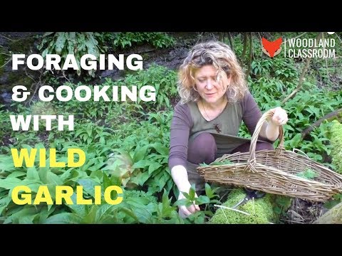 Video: Spring Preparations From Wild Garlic