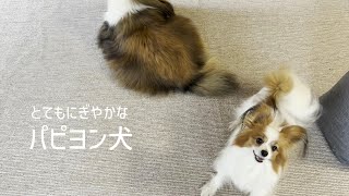 鳴き声をまとめたらお口ぱくぱくにぎやかだったパピヨン犬 #100