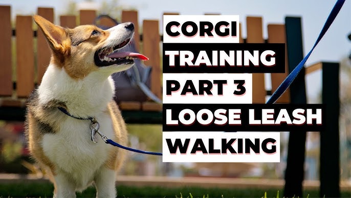 Training the Pembroke Welsh Corgi – Dogster