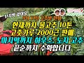 고추농사 약 1800평! 현재까지 물고추10톤 완료! 건고추 2000근 판매완료! (강원도 영월이래요)