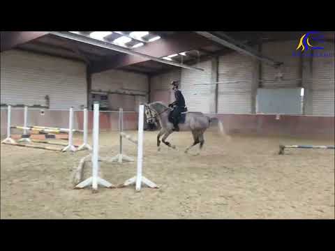 2020 KWPN gelding
