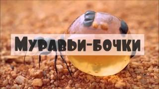 Муравьи самая развитая цивилизация. Интересные факты.Документальные фильмы.Моя планета 2015 Муравьи самая развитая цивилизация. Интересные факты.Документальные фильмы.Моя планета 2015