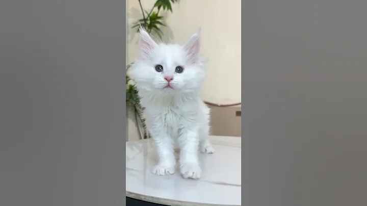 Watch the video about Handsome Pure White Maine Pure White Maine Shangrao Wanda Cat