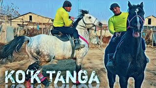 : KOK TANGA OT SOTILADI.. ULOQGI 100%     .#otlar