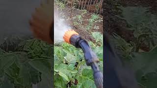 Eggplants become plentiful and big, here's the trick #shorts