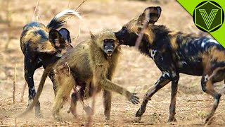 AFRICAN WILD DOG — even leopards and buffaloes are afraid of it! Dog vs lion, hyena and antelope! by VenterLex 14,229,391 views 3 years ago 11 minutes, 23 seconds