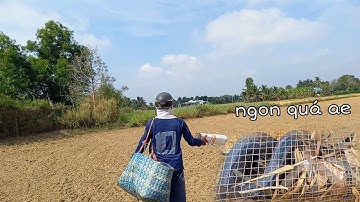 Cao thủ bẫy rắn mùa gió chướng 10 cái cuối dính rắn bự ngon không tưởng | Cần gò Công