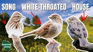 Learn to Identify 10 Common Sparrows!