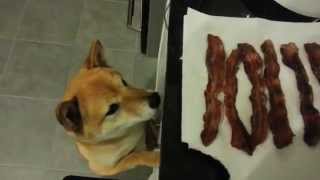 The Shiba Scream (Ozy Wants Bacon!)