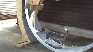 Giant Dog Exercise Wheel with Kibble Dispenser