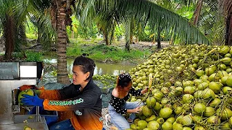 Amazing! Full Process To make Jelly - Coconut Cutting Skill | Thai Street Food