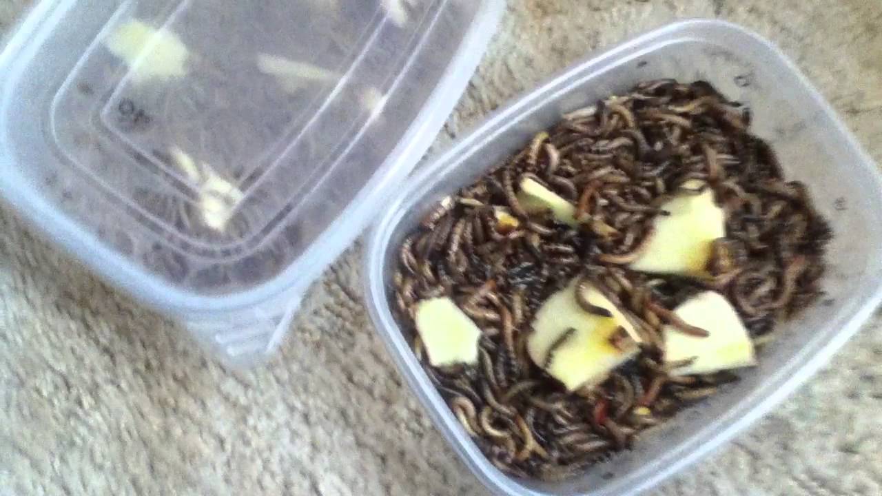 Rainbow Mealworms YouTube Rainbow Mealworms YouTube