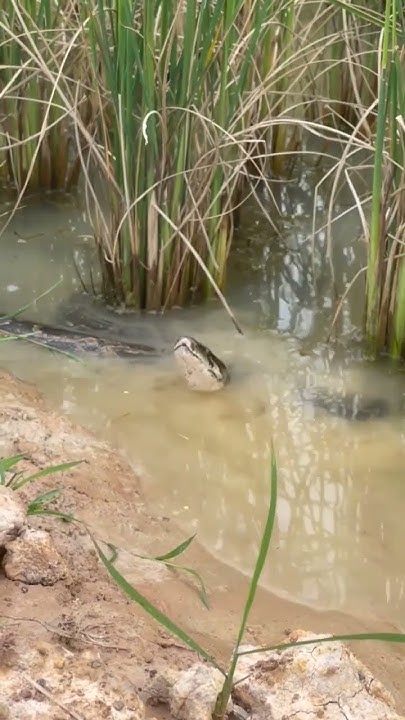 danger python snake #short #viral - YouTube