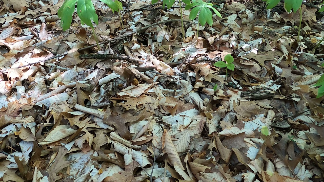 Half free Morel GoPro edition