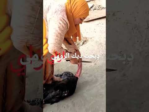 ذبحت ديك الرومي اللي كان حالتي
