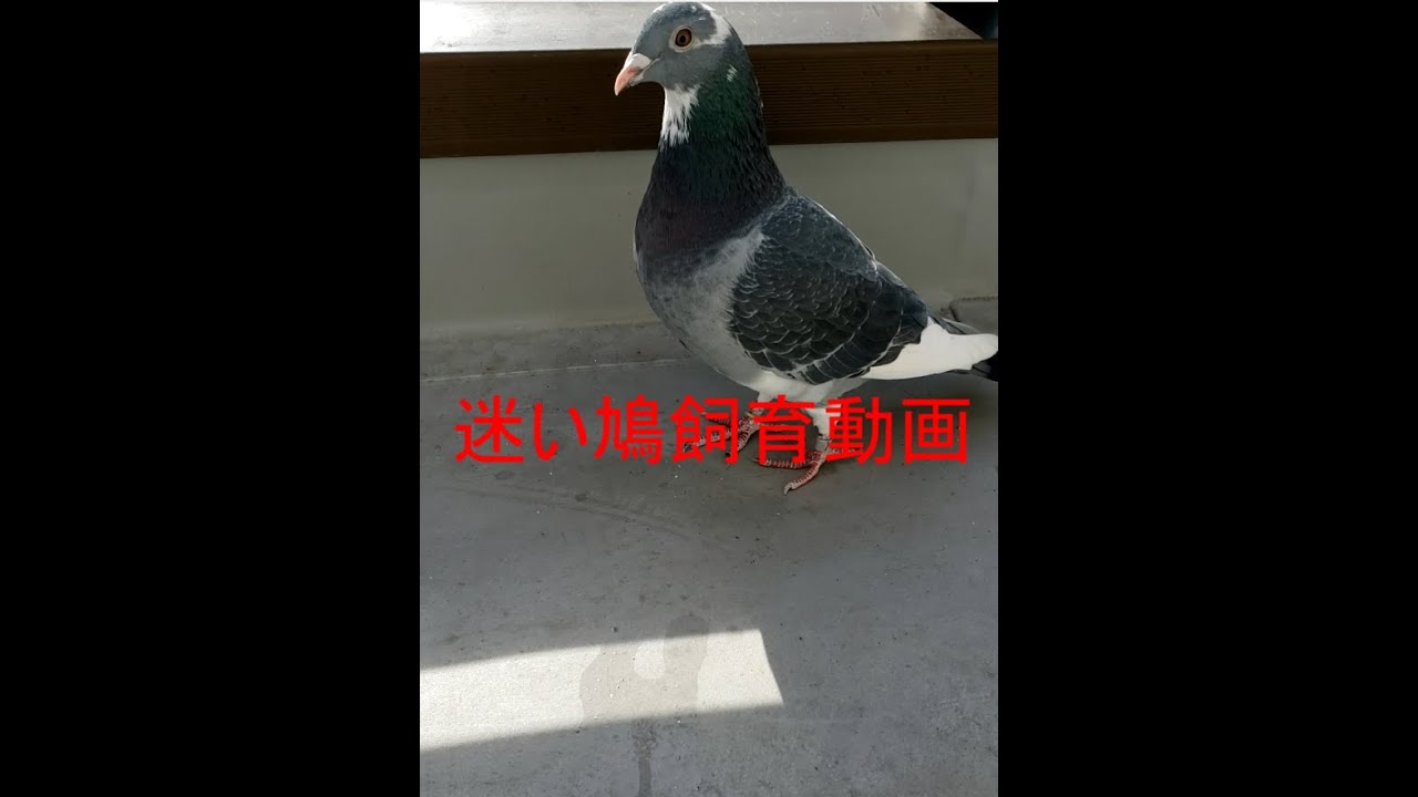 ベランダに鳩が迷い込んだので飼ってみた