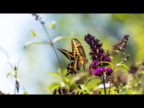 Video: Obiščite habitat metuljev Humber Bay v Torontu