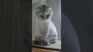 미용했더니 얼굴만 남았습니다🤣 #웃긴영상 #고양이미용 #스코티시폴드 #버디 #고양이 #cat #pet #korea #shorts #catshorts #cute #catcute