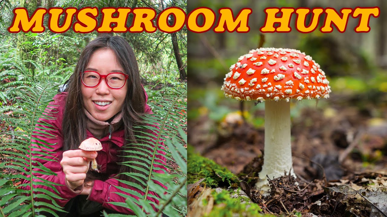 ⁣MUSHROOM HUNTING 🍁 Autumn Adventures in Washington