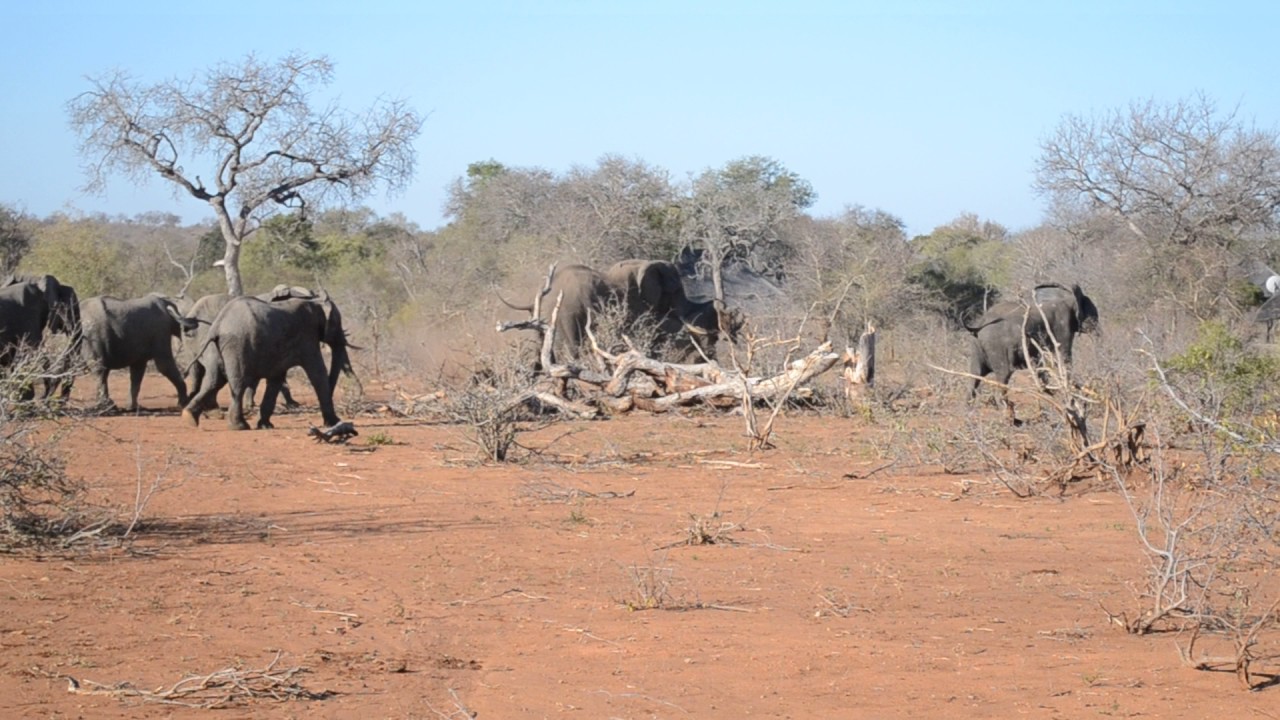 Fantastic Elephant Sightings at Kambaku Lodges