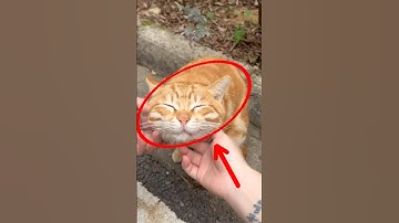 Ever Wondered How Your Cat Feels When You Pet Them? Watch This! 🐾