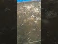 Fish short video #youtube #ytshorts